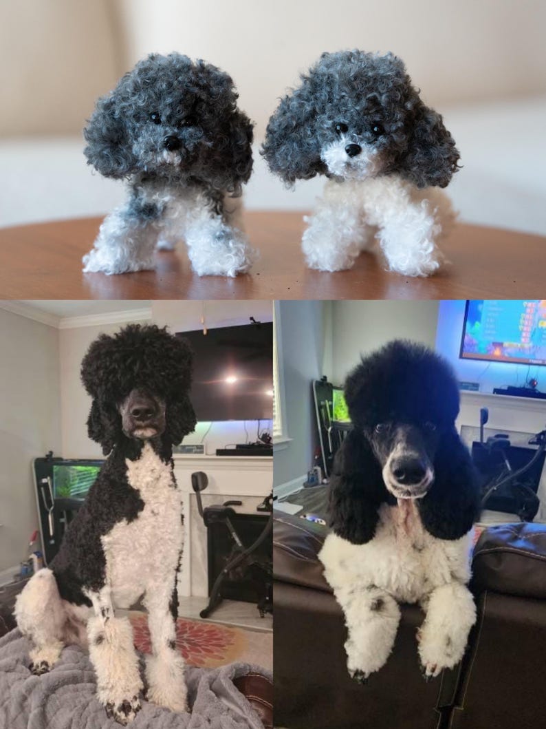 May include: Two small, handmade poodle figurines with gray and white fur. Below, two real poodles, one black and white, the other black and white, are sitting. The dogs have curly fur and are looking at the camera.