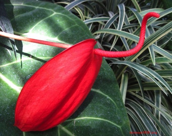 Anthurium #1