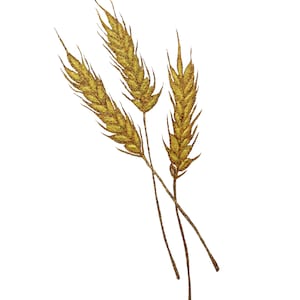 Lammas (pfd06) - Der sechste von 8 heidnischen Festtagen auf der Postkarte