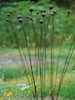 Kinetic Metal Garden Art Sculpture Grouping of 7 -1' Balls Outdoor Yard Art Gift Ball Weeds 