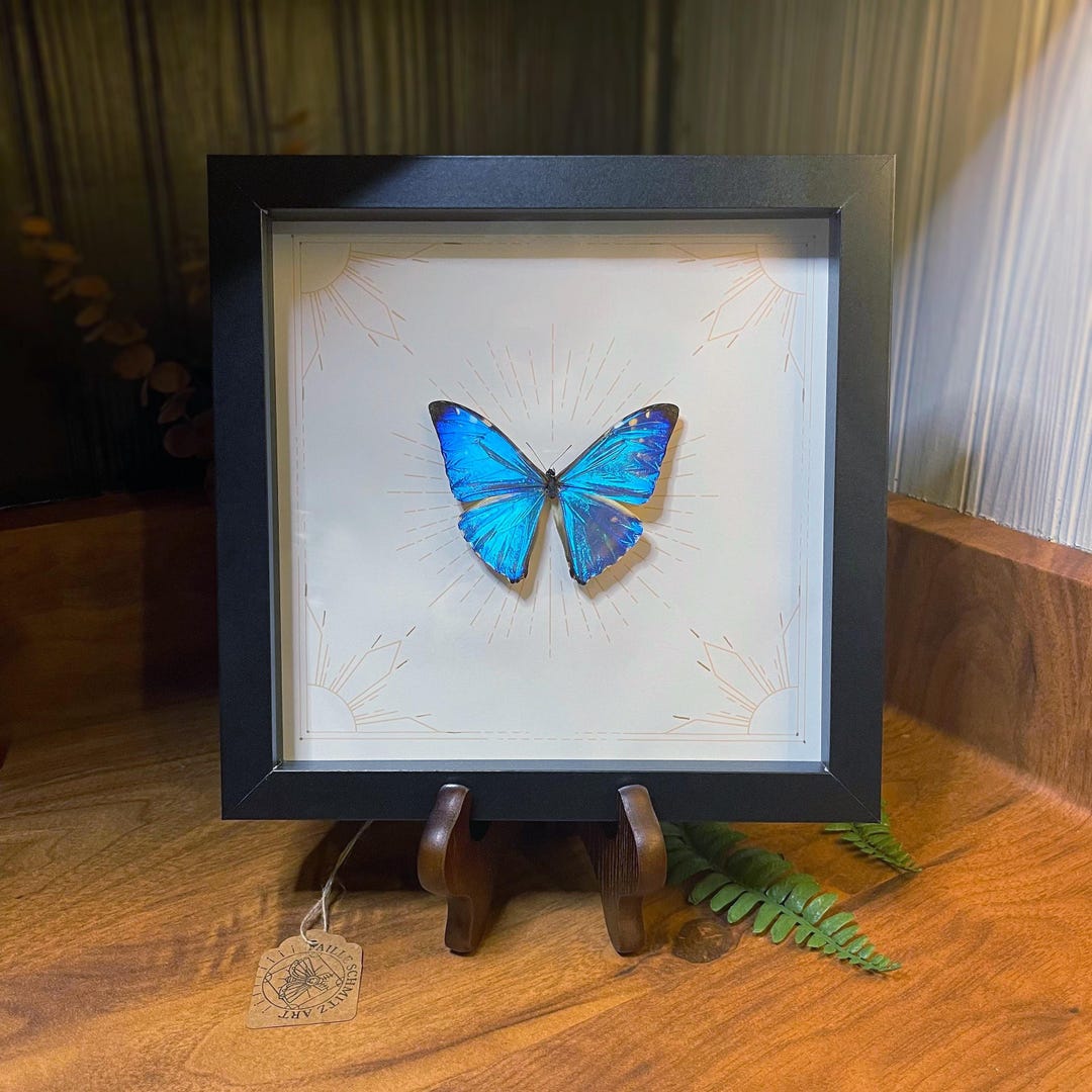 Real Framed Blue Morpho Butterfly - Morpho Zephyritis | Insect ...