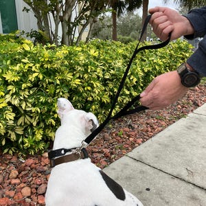 May include: A black dog leash with a handle, held by a person's hand, is attached to a black and white dog's collar. The dog is sitting on a sidewalk with red gravel and green bushes in the background.