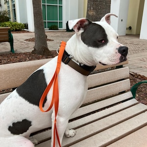 May include: A white dog with black and gray markings sits on a wooden bench. The dog wears a brown collar and an orange leash. The dog is outdoors in a public space.