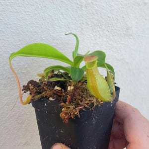 Nepenthes Sanguinea Live Carnivorous Plant  - 3 Inch Pot