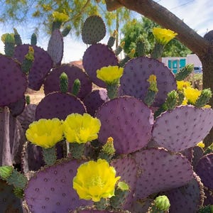 Opuntia Santa Rita Purple Prickly Pear Pad