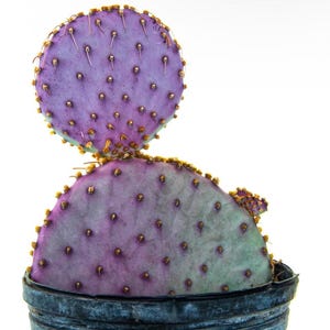 Opuntia Santa Rita Rooted Purple Prickly Pear in pot with soil