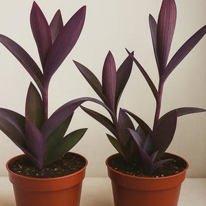 Tradescantia Purple Heart Setcreasea-planten (3 stuks) in potten van 10 cm