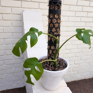 May include: A potted Monstera plant with large, green, split-leaf foliage. The plant is supported by a black moss pole. The white pot sits on a white brick ledge, with a white brick wall in the background. The plant is a houseplant.