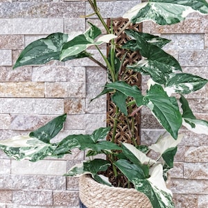Puede incluir: Una planta de Syngonium en maceta con hojas abigarradas verdes y blancas. La planta trepa por un enrejado de madera decorativo con un patrón geométrico. La maceta es de cuerda tejida y está contra una pared de ladrillos de piedra.