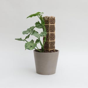 May include: A potted plant with large, green leaves and a decorative wooden trellis. The trellis is rectangular with a repeating floral pattern. The pot is a muted gray color, and the background is white.