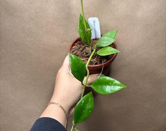 Hoya rundumensis