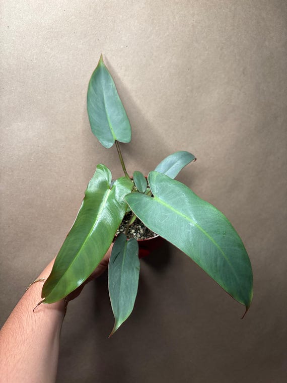 succulent plants for sale Succulents