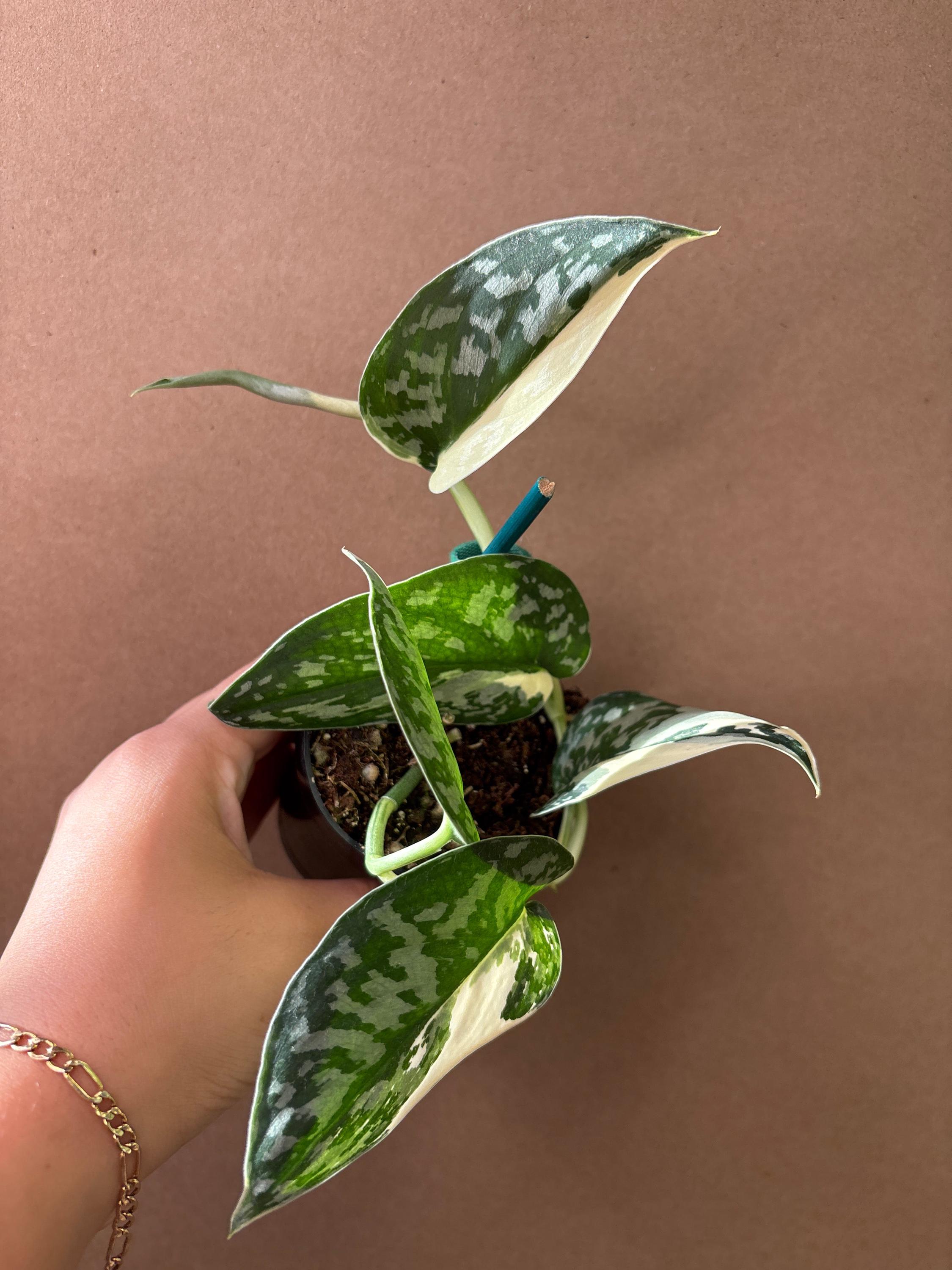 Scindapsus Mariposa - Etsy