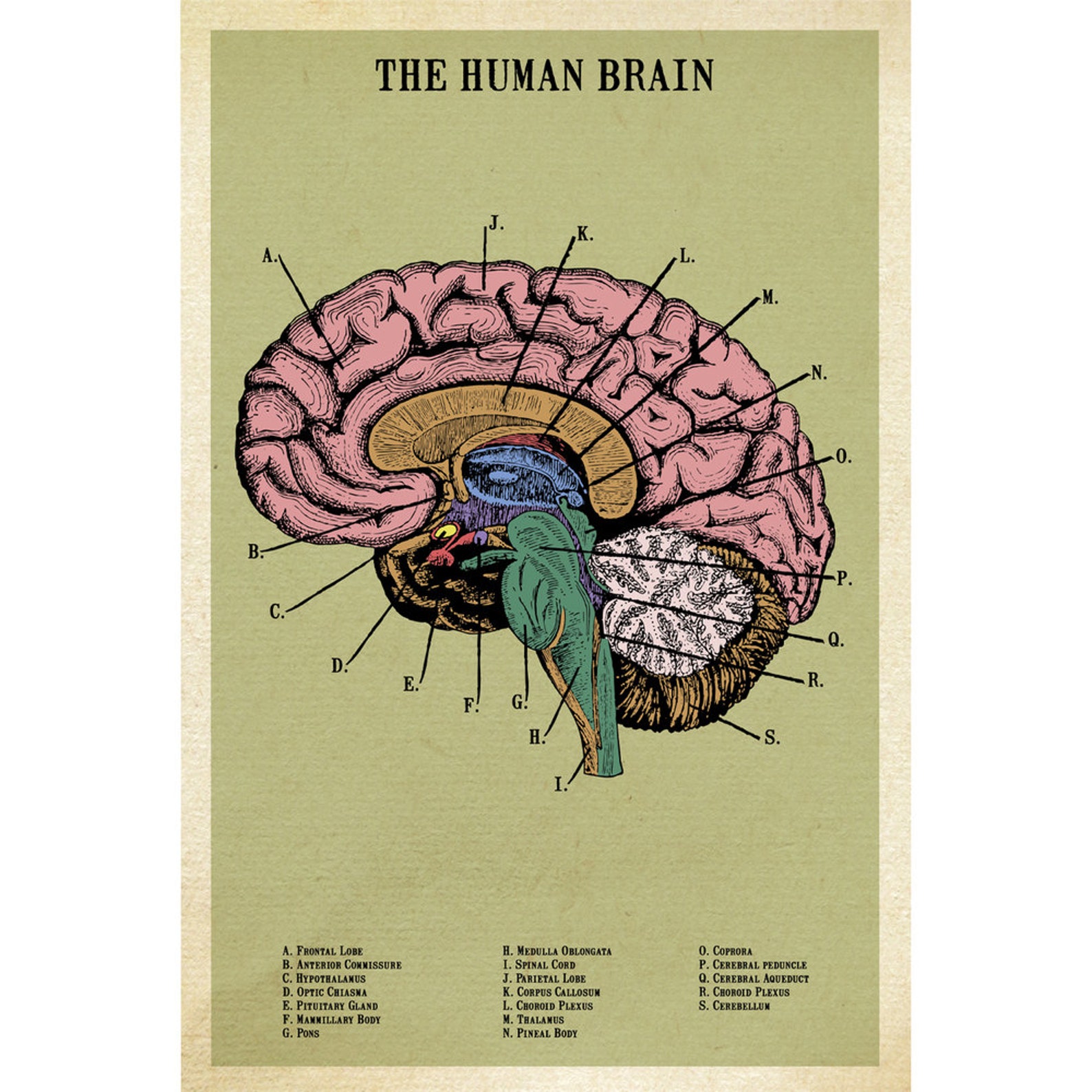 The Human Brain Adhesive Print | Etsy