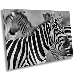 Zebra, Occhio a Occhio, Masai Mara, Kenya - Stampe: Carta Premium Pro/Tela/Alluminio metallico/Acrilico