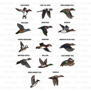 Cazador de patos Razas de patos PNG / Diseño de camiseta de caza de patos / Cuadro de especies de la academia / Regalos de caza de patos / Clipart de regalo de niña cazadora de patos / Patos