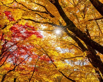 Autumn Maple Leaf Sunburst Photo: Aomori Japan Wall Art