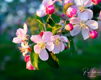 Apple Blossom Photo Print: Vibrant Pink Floral Wall Art