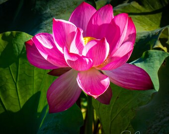Pink Lotus Flower Photography: Vibrant Nature Canvas Print