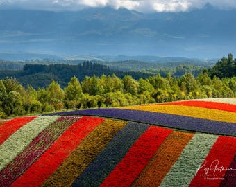 Hokkaido Flower Field Photo Print: Vibrant Patchwork Landscape