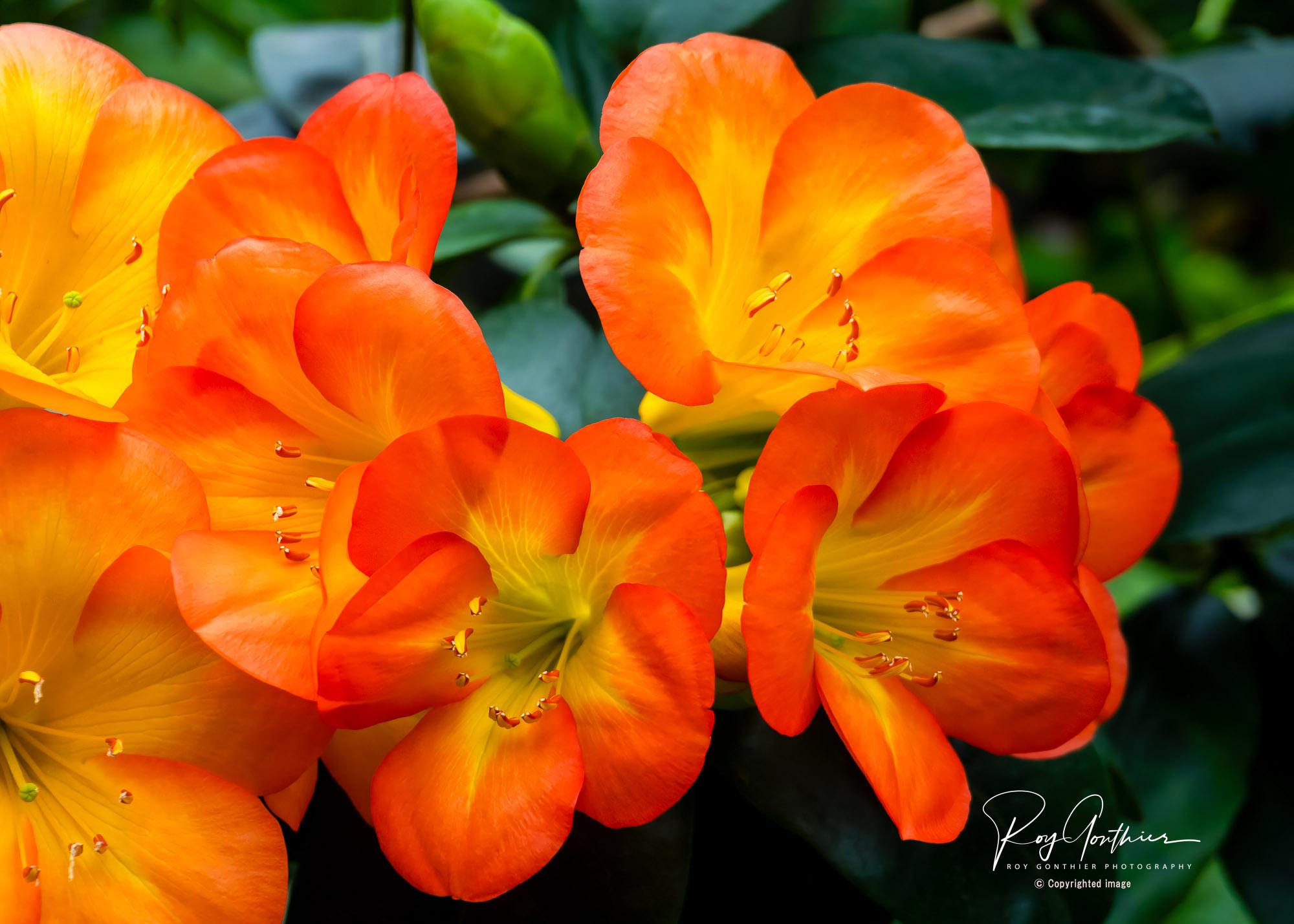 Vibrant Viera Rhododendron in Full Bloom | Tropical Orange Flowers Wall Art | Nature wall Decor | Floral nature photo print