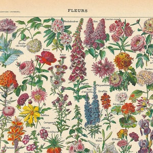 Botanische print bloem identificatiekaart digitale download keuken kunst zomer bloemenrassen encyclopedie kunst Franse botanische afbeelding