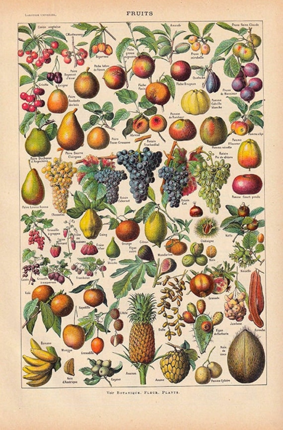 LES  FRUITS　フランス語　果物精密画集　　図鑑 French Botanical Print Fruit Identification Chart Digital