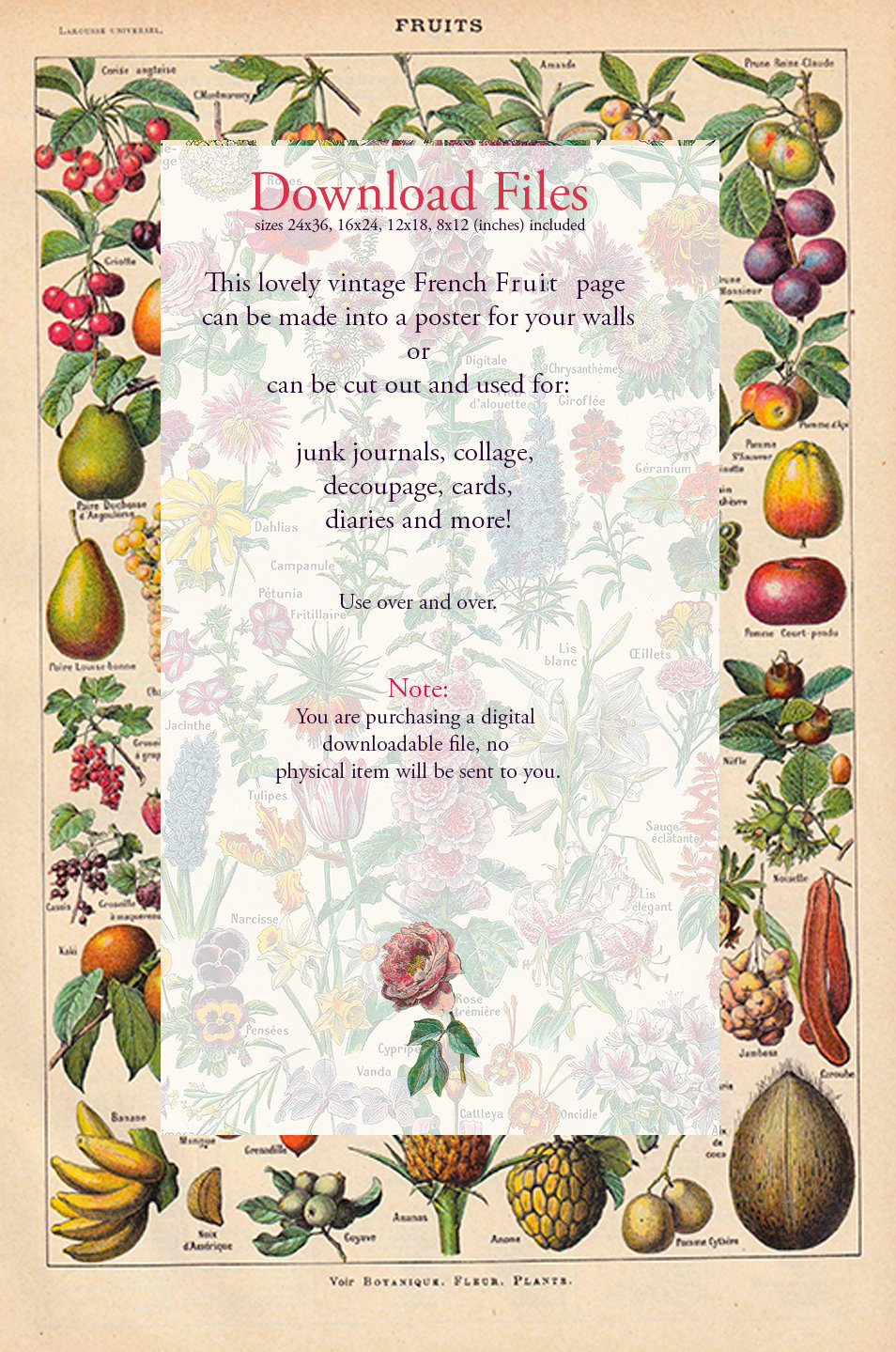 LES  FRUITS　フランス語　果物精密画集　　図鑑 il_fullxfull.6137871435_4n1b.jpg