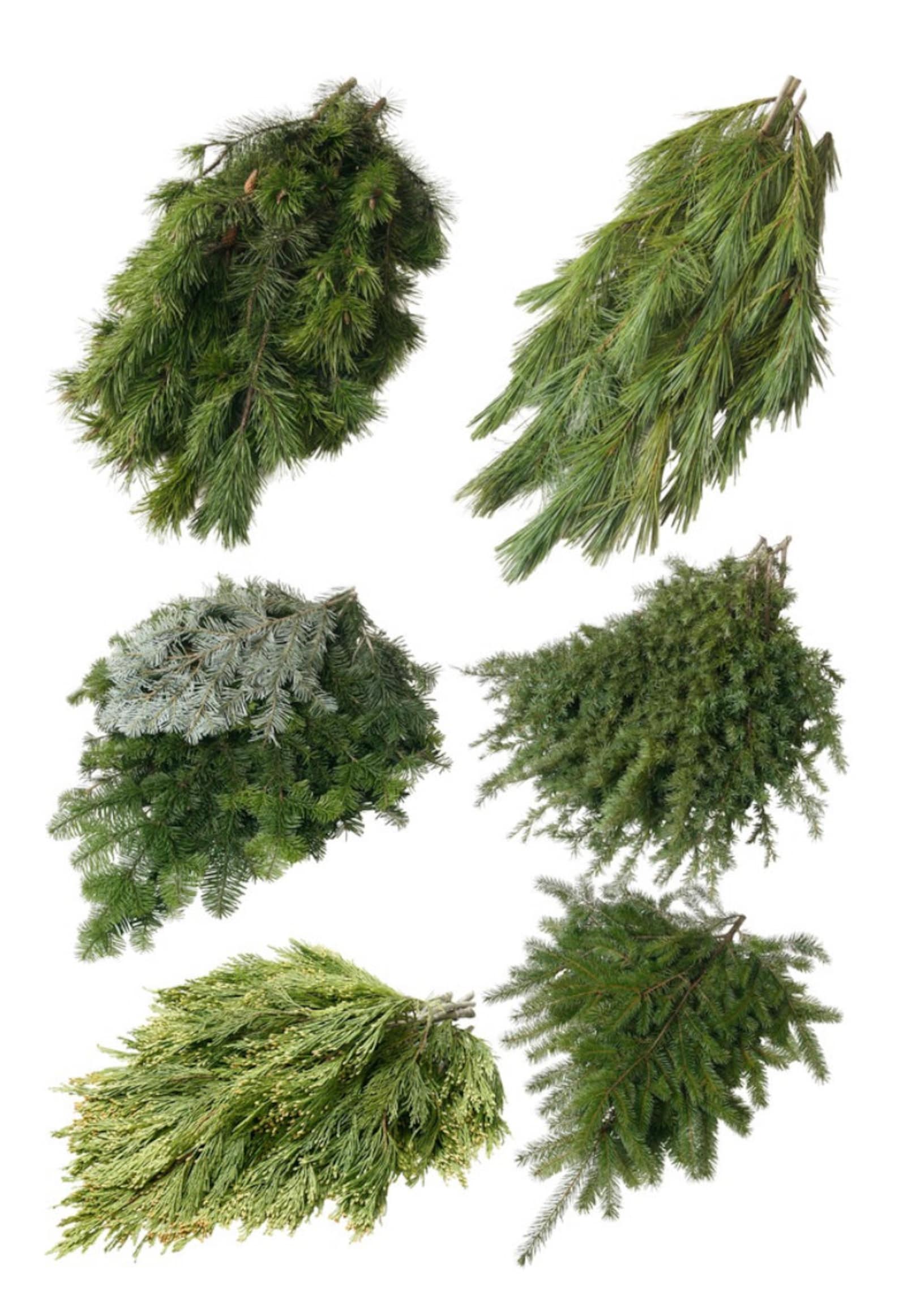 Mixed Fresh Holiday Greens 30 Pounds Etsy