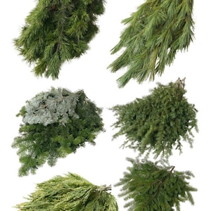 May include: Six bundles of different types of evergreen branches, including pine, fir, and cedar, arranged in a grid pattern on a white background.