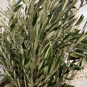 May include: A bunch of olive branches with green leaves, some of which have a silvery-green hue. The branches are arranged in a white bucket.