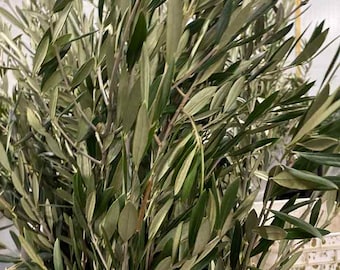 Fresh Olive Tree branches