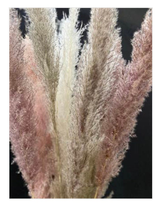 Dried Setaria Grass Wine Color, Dried Flowers, Dyed Grass, Dried Plants,  Natural Grass 