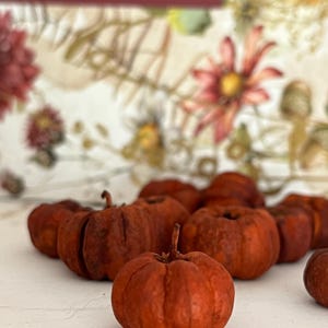 dried putka pods - dried mini pumpkin lookalikes - thanksgiving decor - 1 pound