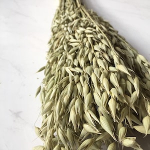 3 bundles of dried Aveena (oats) perfect for fall---fall decor- dried flowers-dried herbs