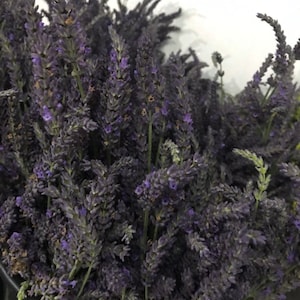 230+ Stems Dried Lavender Flowers Bundles, 3 Bunches Stems Natural Dry  Lavender Flowers Sprigs Stems 17 Dried Flowers for DIY Home Fragrance  Wedding Party Decoration Photo Props - Yahoo Shopping