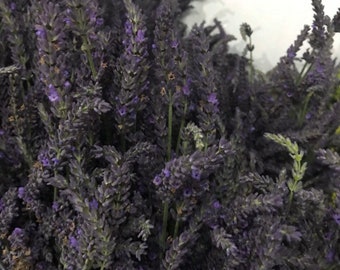 Fresh lavender bunches
