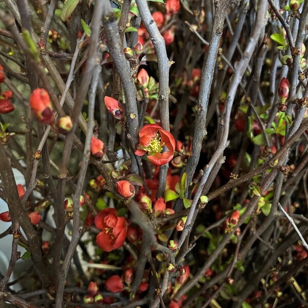 Blooming Quince Branches