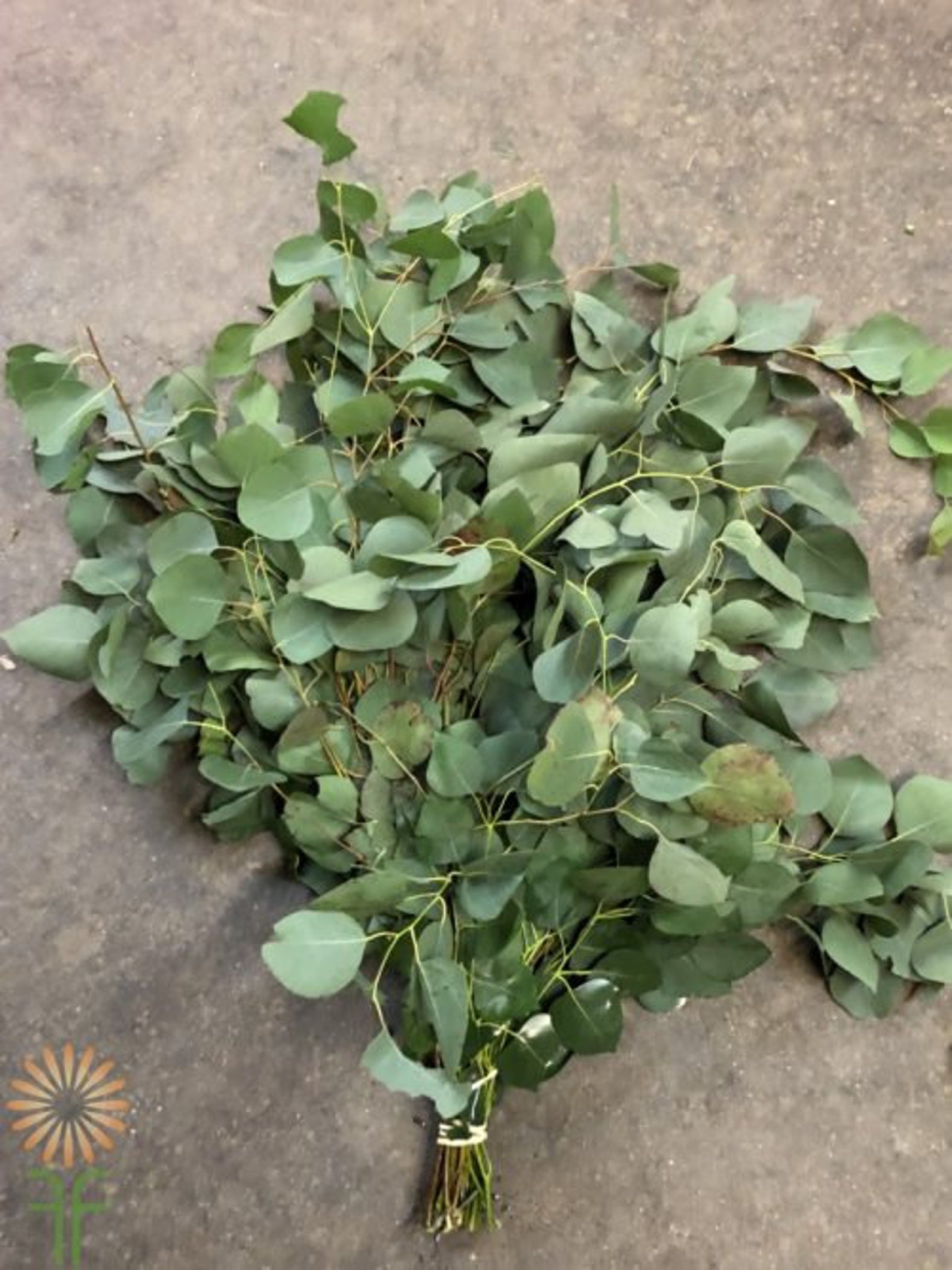 Fresh Silver Dollar Eucalyptus Etsy