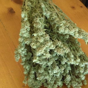 3 Dried Mountain Mint Bundles