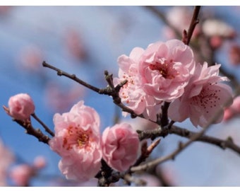 Fresh Cherry blossom branches (Two growers bunches)