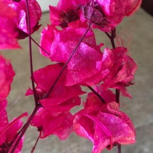 Dried Bougainvillea - Unique coastal mediterranean decor - Florida house decor image 2