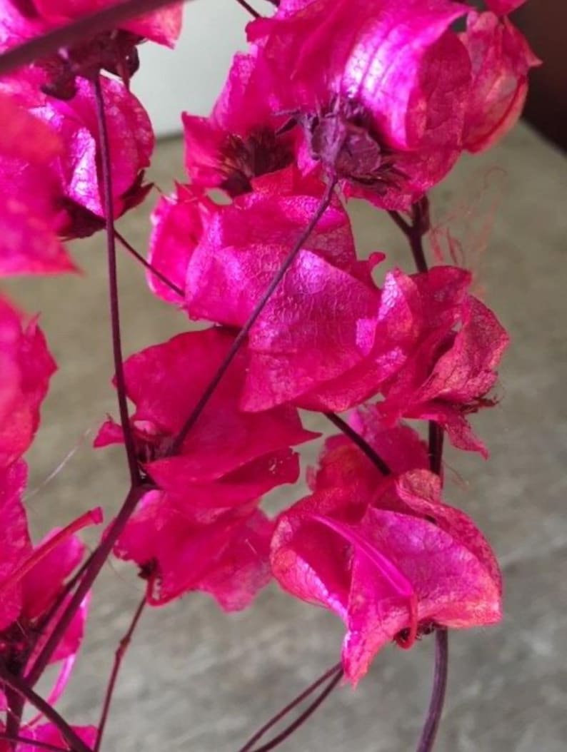 Dried Bougainvillea - Unique coastal mediterranean decor - Florida house decor image 2