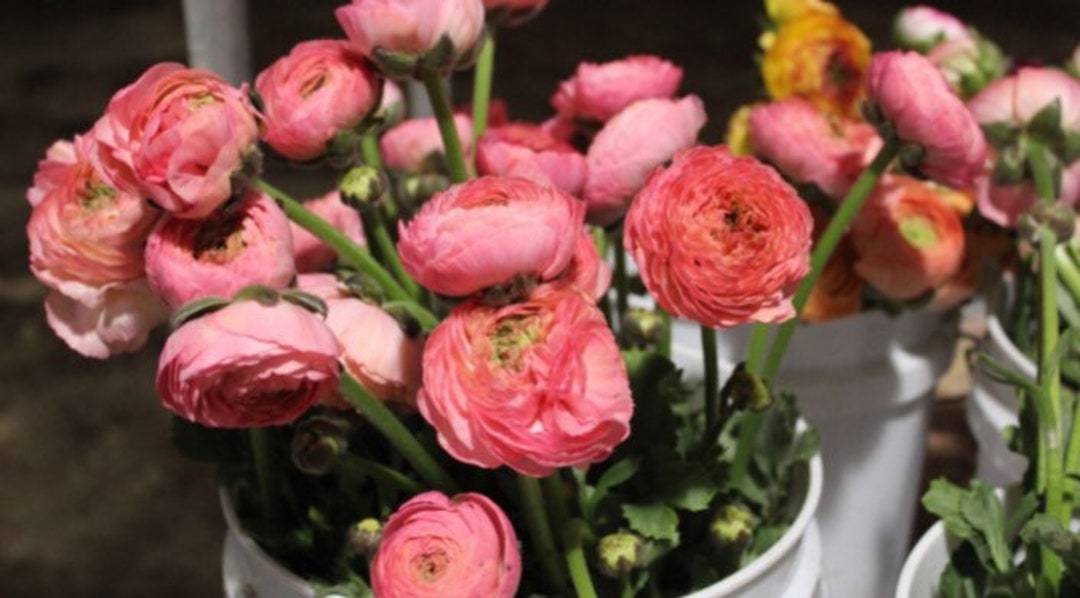 Italian Ranunculus Vs Ranunculus 50 Fresh Italian Ranunculus (USA Grown) Gorgeous Colors (mix and Match ...