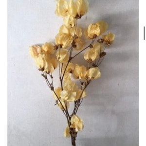 Dried Bougainvillea - Unique coastal mediterranean decor - Florida house decor image 4