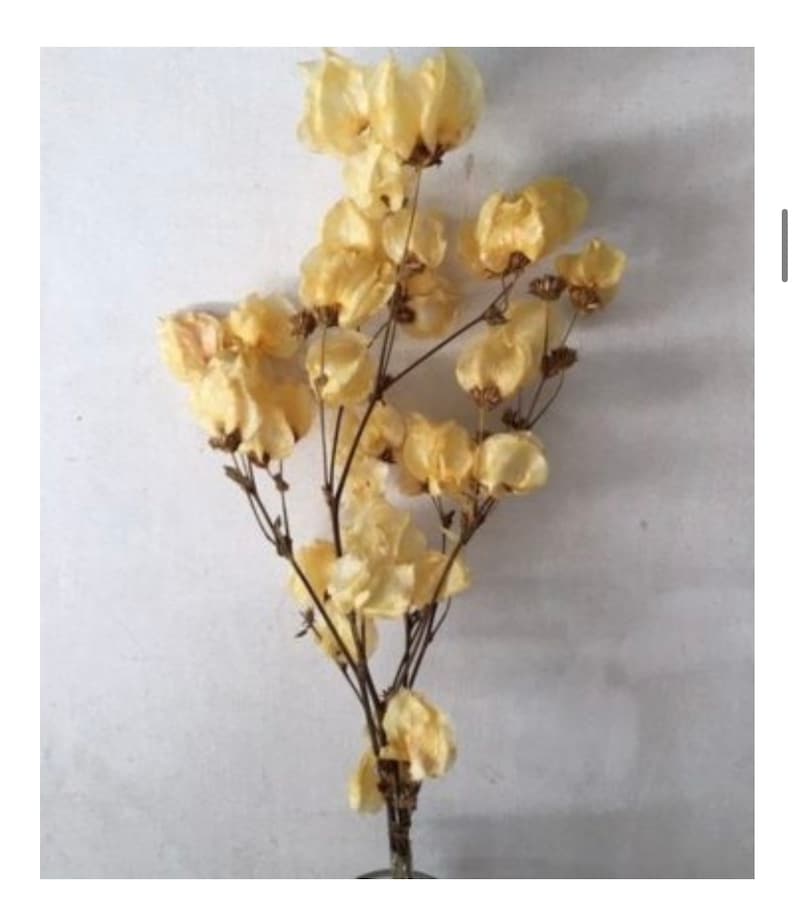 Dried Bougainvillea - Unique coastal mediterranean decor - Florida house decor image 4