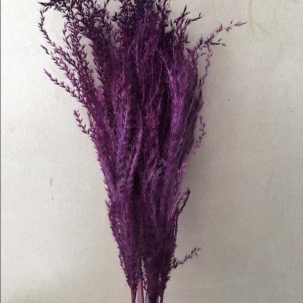 Gorgeous Purple dried Flowers - Eulalia Aurea
