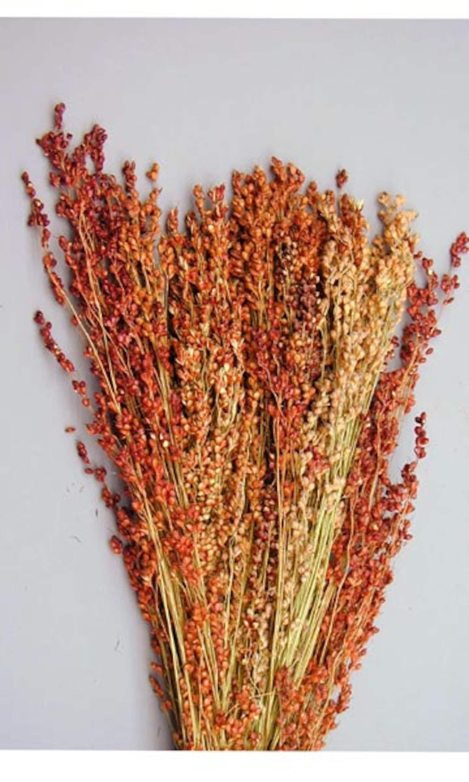 5 Bundles of Broom Corn Dried Grains Great for Fall Etsy
