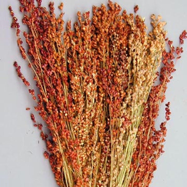 5 bundles of Broom Corn - dried grains great for Fall