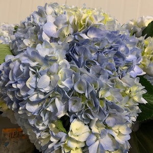 Fresh Hydrangea - in light blue or white - fresh cut flowers